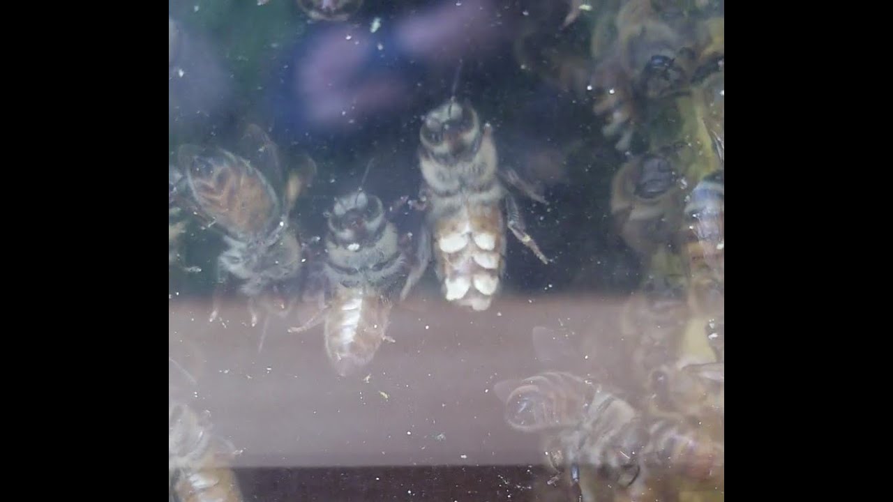 Bees Making Honeycomb Wax