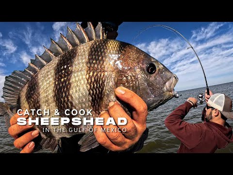 Epic Sheepshead Fishing Cold Front (Catch and Cook) Loaded Up Gulf Coast Fishing Delacroix Louisiana