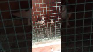 Kuşçu Şenol Abinin Dükkanı