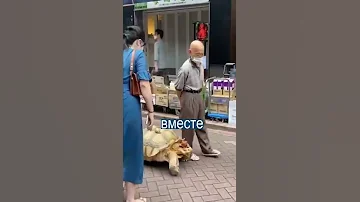 Японец каждый день гуляет с черепахой в шляпе
