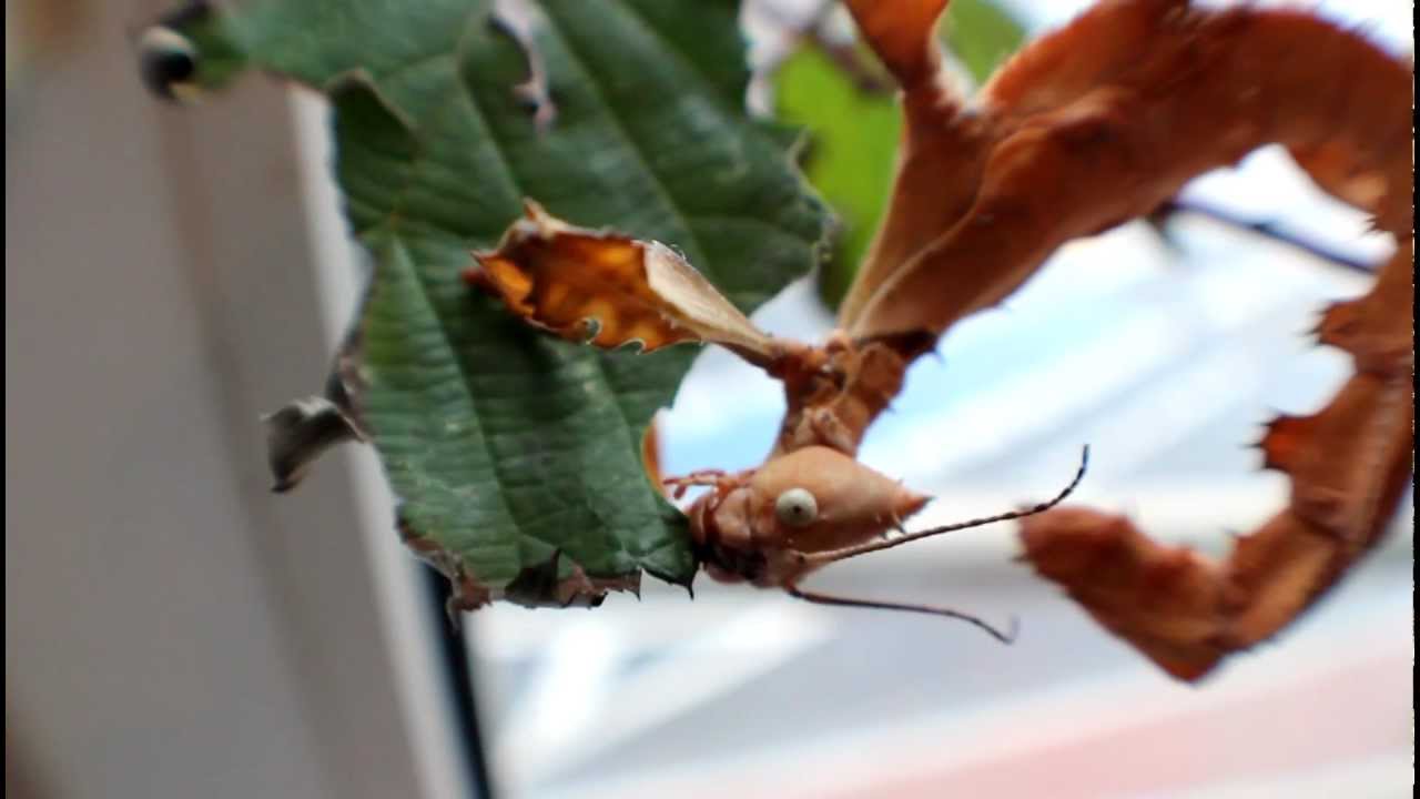 Resultado de imagem para giant prickly stick eating