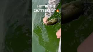 HITTIN THE CHATTERBAIT #bassfishing #fallbassfishing #largemouthbass #fishing #minnesota #outdoors