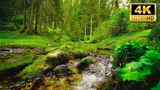 Forest River Nature Sounds 4K 🌿 Mountain Stream Waterfall Relaxing Birds & Water Sounds for Sleeping