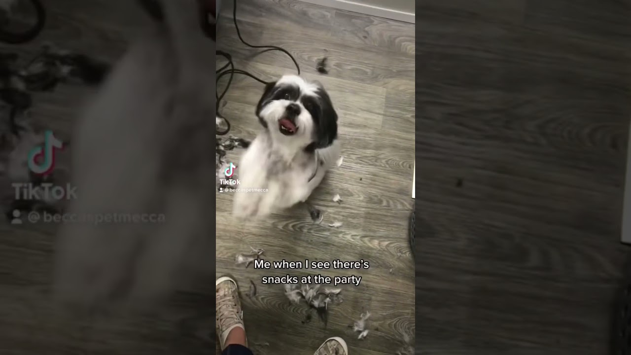 Dog Grooming | IT’S A PUPPY PARTY! 🥳🥰 