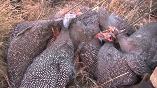 Umdende Clayton Comins Hunting Safaris Bird Hunting Video by Dark Continent Video Productions screenshot 1