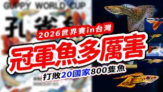 2026孔雀魚世界盃in台灣，開箱世界級稀有魚冠軍