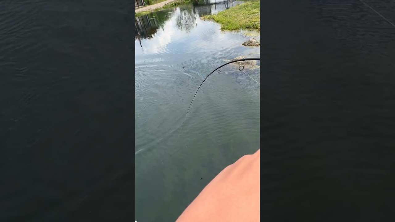 Забагрил форель за спину ☹️ 