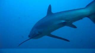 Thresher Shark.AVI