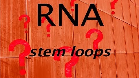 RNA Stem Loops