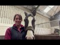 Ride to the Regionals: Meet Gemma and Rolo