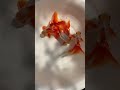 Underwater Jewels: Glittering Goldfish in a Serene Aquascape #goldfish #fishtank#fish #fishaquarium