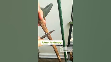 Rubber Tree NOTCHING