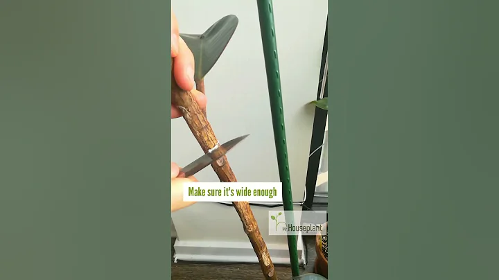 Rubber Tree NOTCHING