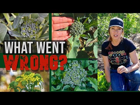वीडियो: ब्रोकोली के पौधों में बोल्टिंग को रोकने के लिए टिप्स