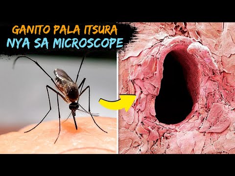 Video: Saan ginagamit ang isang light microscope?