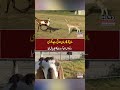 Goat Ne Mother Ban Kar Deer Ka Bacha Paal Liya