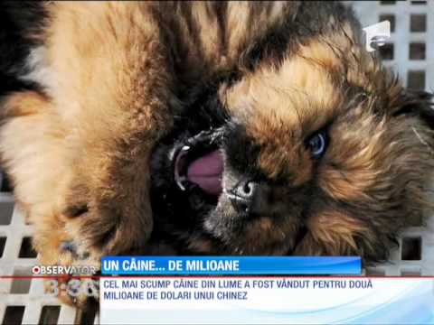 Video: Trezoreria îi Rambursează Bărbatului 500 De Dolari Pentru Câinele Său