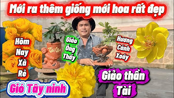 1-12-2025☎️0335218432📲mai chơi Tết mai giống mai giống mới báo mã số ghép tượng giá rẻ 