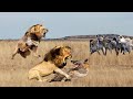 Amazingly Dangerous Lion vs Hyena Fighting | Elephant, Wild Dog, Buffalo | Attack For Survival