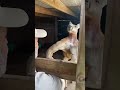 ياواد اهجد والله اضربك