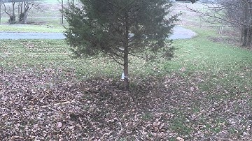 1 lb tannerite vs 5 inch diameter tree