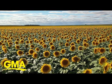 Farmers working tirelessly to sustain surge in demand for sunflowers amid ukraine war | gma