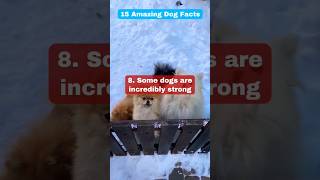[Part-8] 15 Unbelievably Amazing Facts About Dog | Cute Funny Dog Videos | True Facts About Dogs??