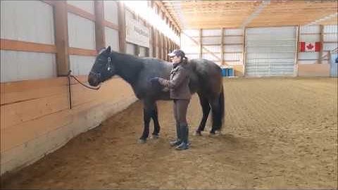 Equine body language and behaviour