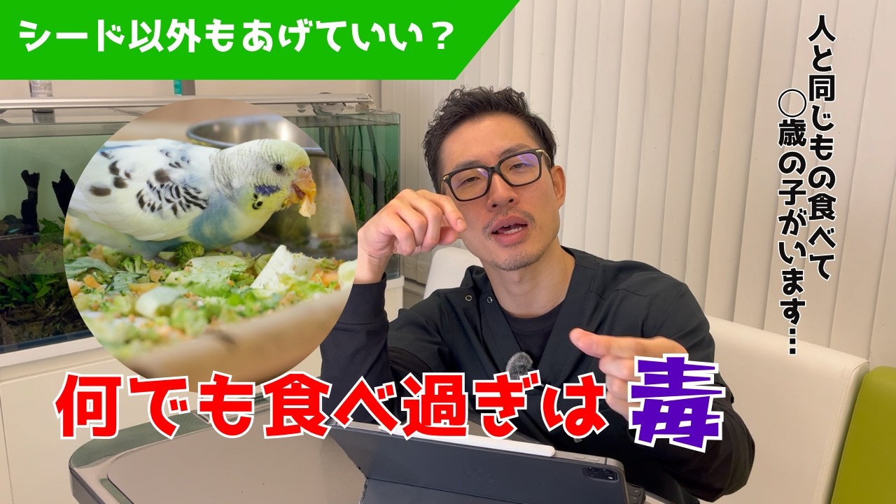 【質問コーナー】セキセイインコにフルーツやヨーグルトを与えていい？フルーツは一回でどれくらいあげていい？ セキセイインコが飛び立つ仕草をする理由は？