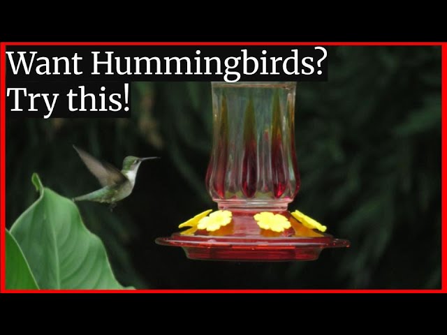 What Other Birds Drink Out of Hummingbird Feeders: Surprising Visitors Revealed