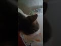 my cat eating tomato sauce