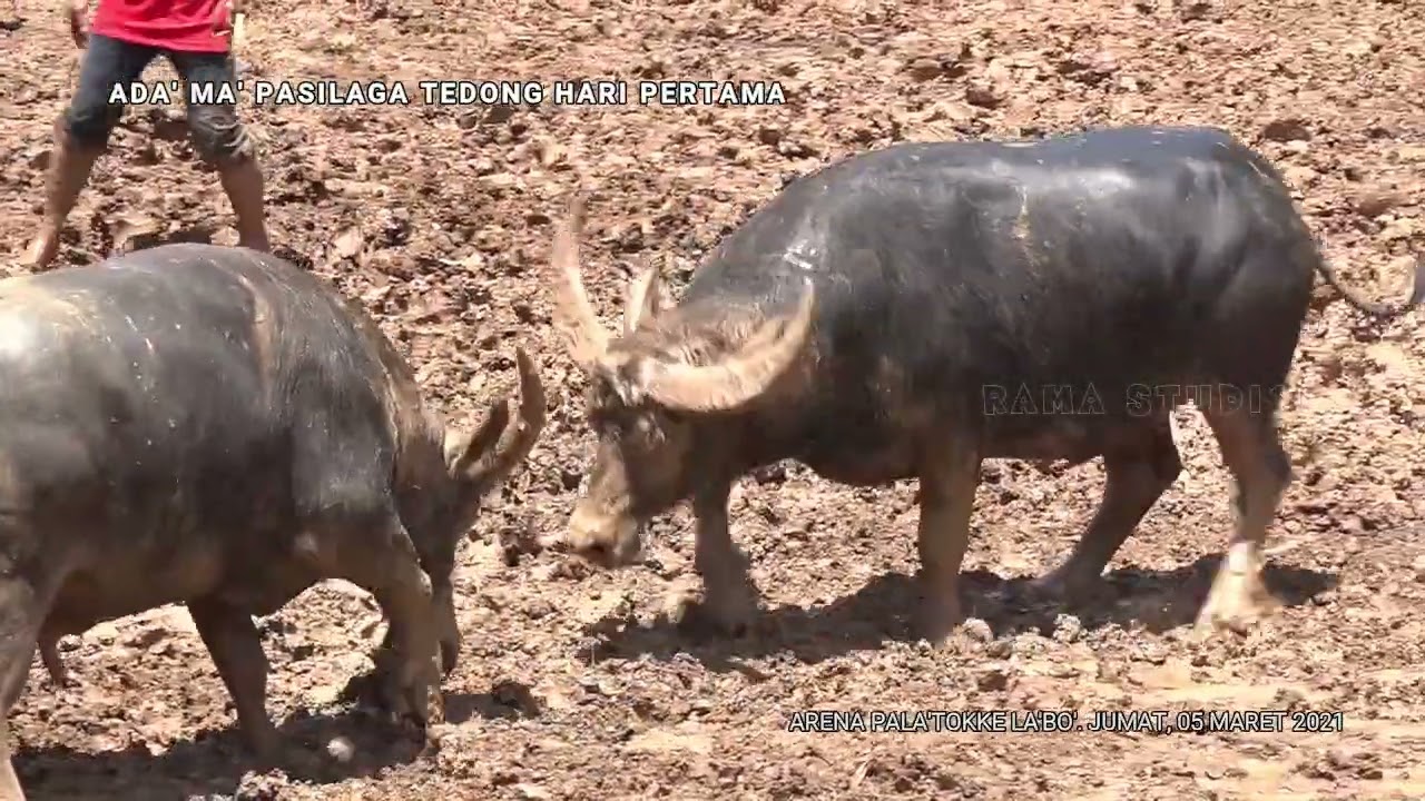 Toraja Buffalo Fight. Part 1 Arena Pala'tokke La'bo.