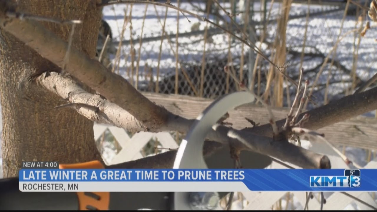 DNR: Late winter is a great time to prune your trees - YouTube