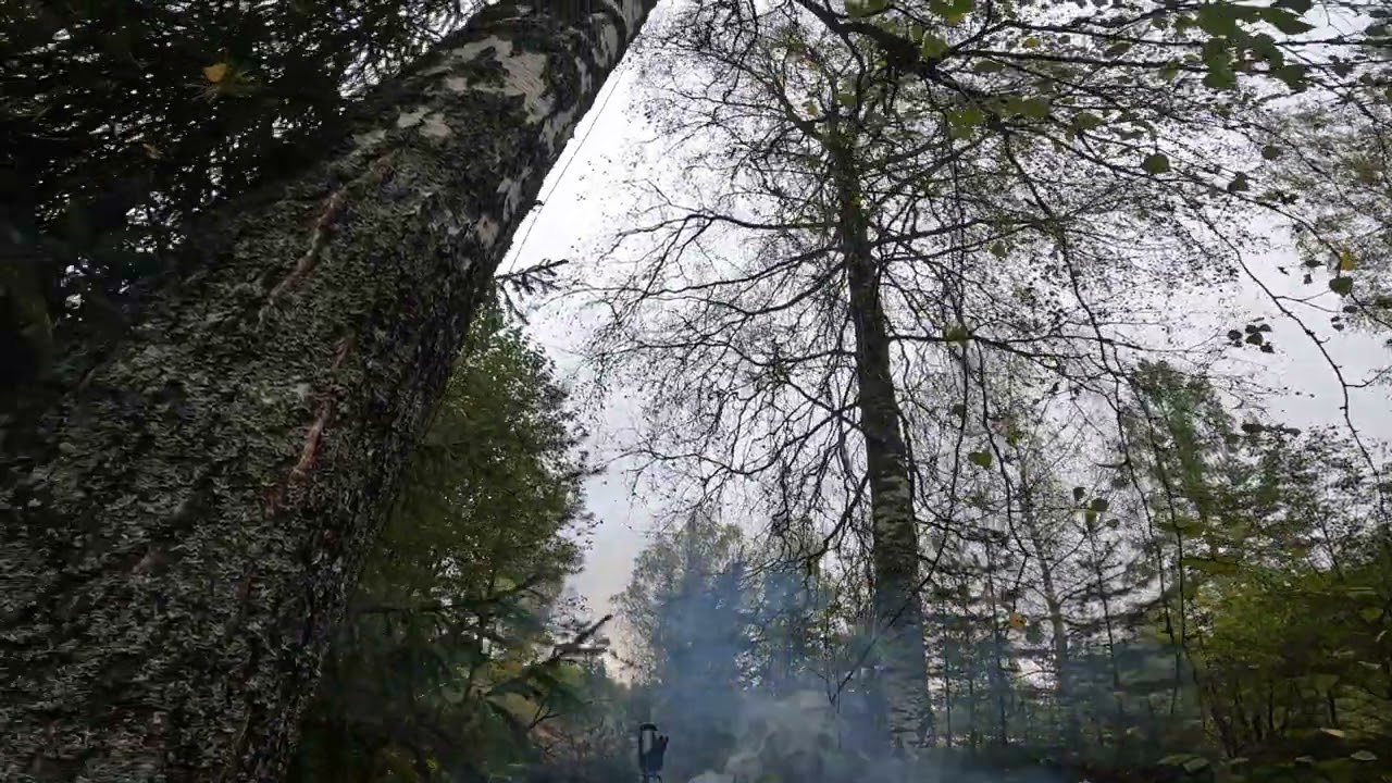 Вог-25 выстрел