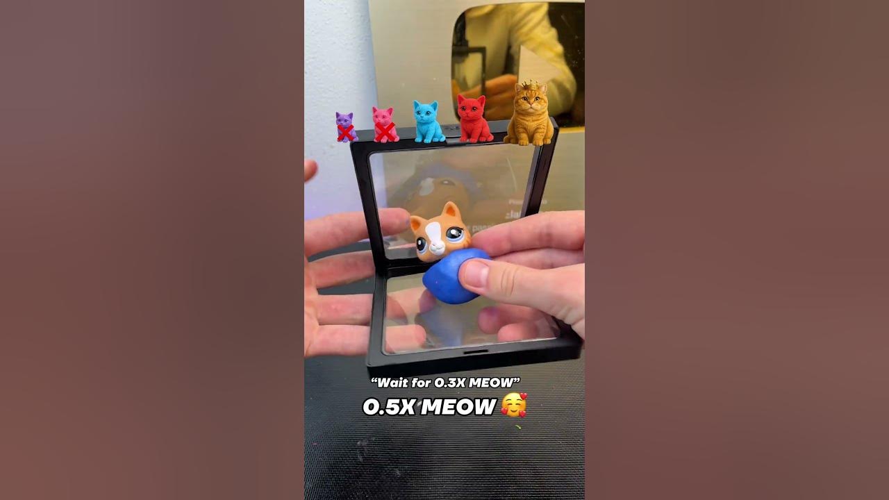 Which cat will fit?🤔 #meow