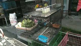 Pasar Burung Satria the Popular Animals Market in Denpasar