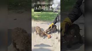 Bomberos rescatan a cachorros atrapados en coladera