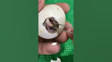 Removing Egg shell to save stuck Chick