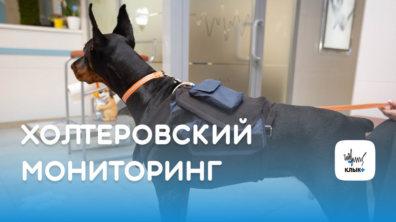 Холтеровский мониторинг - YouTube