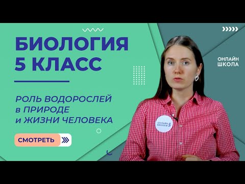 Роль водорослей в природе и жизни человека. Видеоурок 22. Биология 5 класс