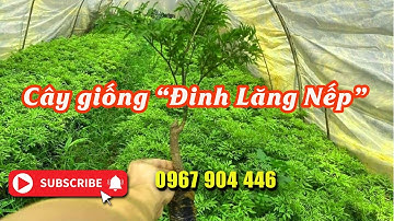 Cây giống đinh lăng nếp giống chuẩn giá tốt nhất năm 2025 - liên hệ: 0967 904 446