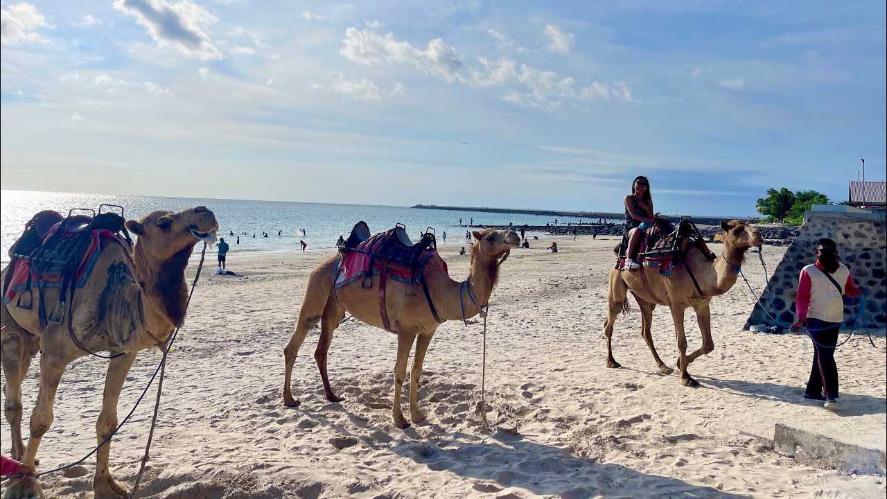 Bali camel adventure