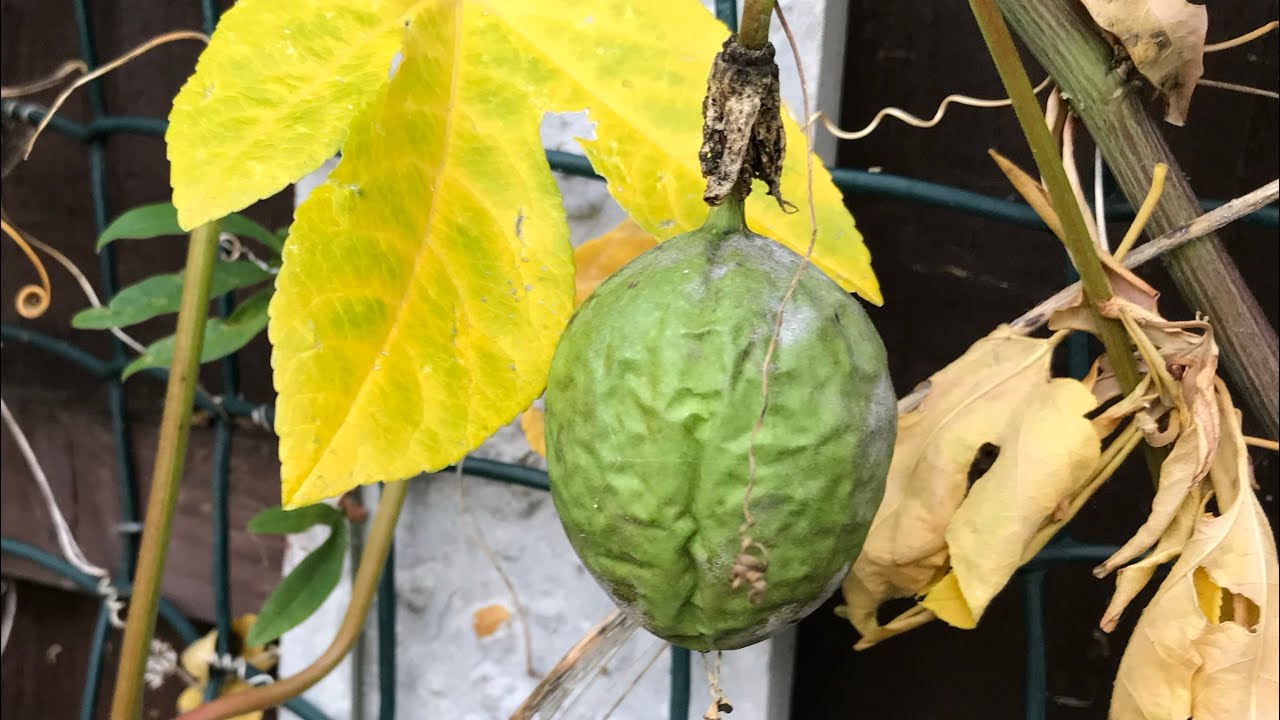 Passiflora incarnata / Maypop в ноябре, что внутри сморщенных плодов?