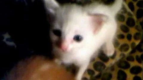Video 11226351: angora kitten cat, persian kitten, persian mom