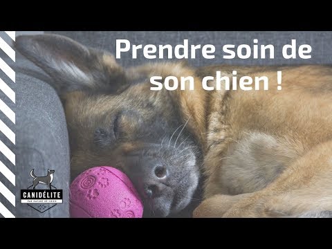Vidéo: Façons de prendre soin d'une chienne d'allaitement