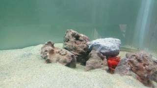 Crayfish aquarium setup & tankmates