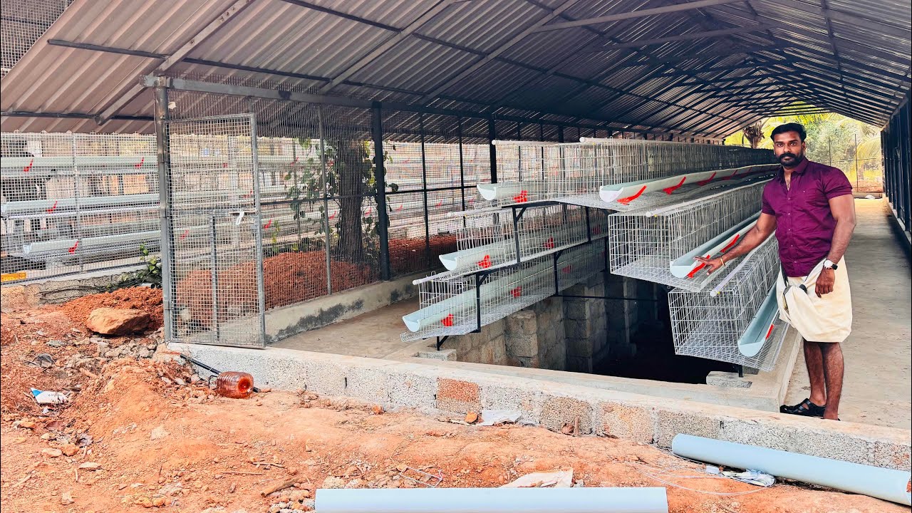 1800  BV380 കോഴിയെ വളർത്താവുന്ന ഒരു 3Tire ഫാം 👉👉