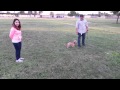 Canine Tutors, San Jose Dog Training, Little Dog Off Leash Canine Tutors, San Jose Dog Training, Little Dog Off Leash
