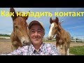 Как наладить контакт с жеребятами.