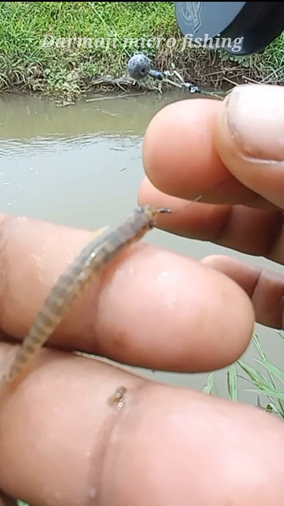 Mancing Uceng di Sungai 23 detik Strike Umpan Go Potato #554